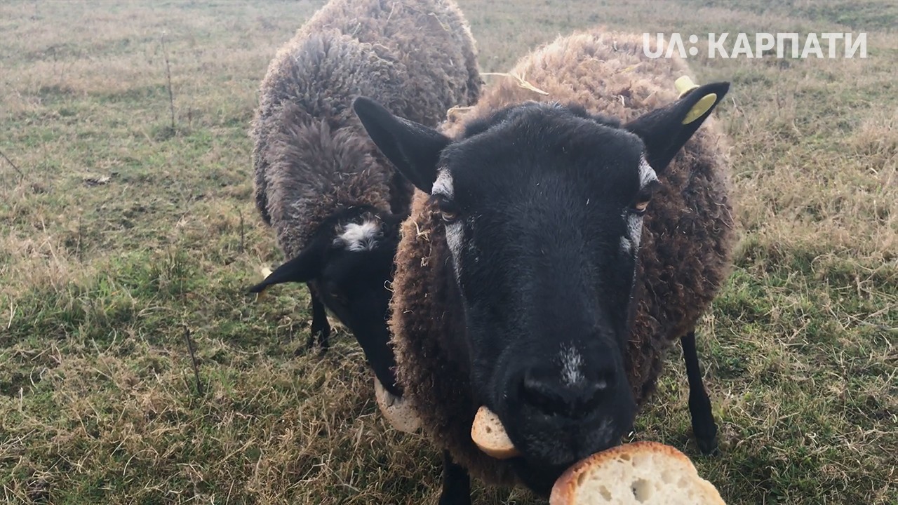 Близько сотні поголів’я овець романівської породи вирощують на Коломийщині
