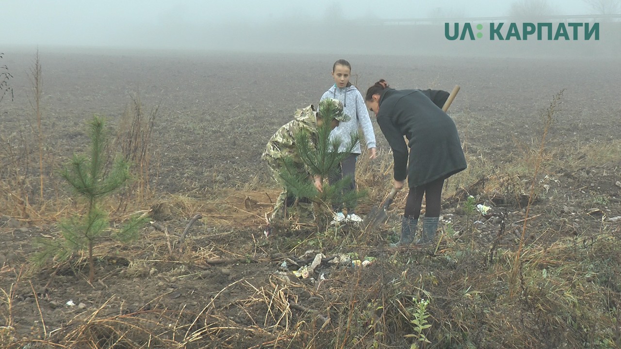 200 дерев висадили мешканці дачного масиву «Червона рута» у Чернієві 